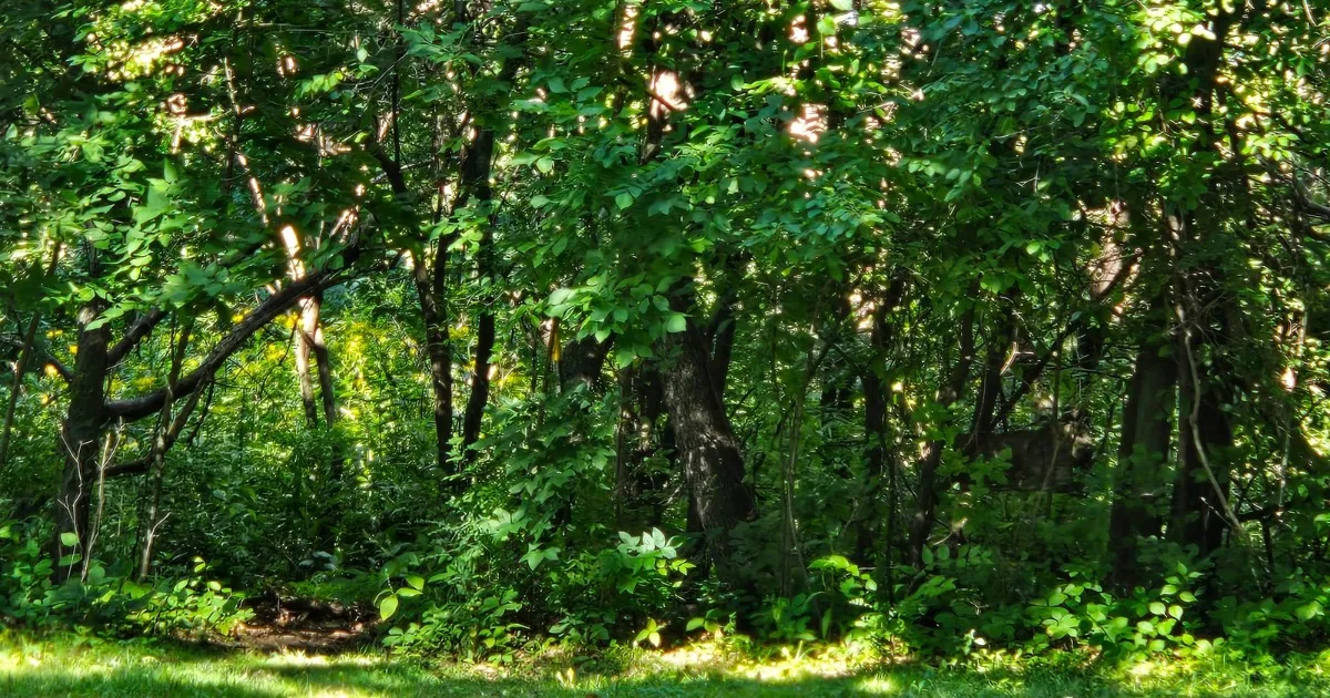 Krape Park August 2025