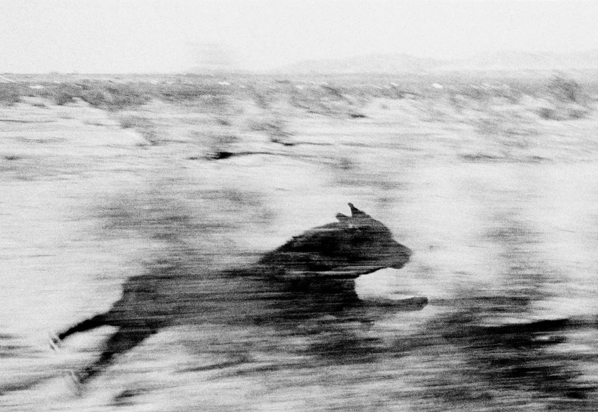 A dog running