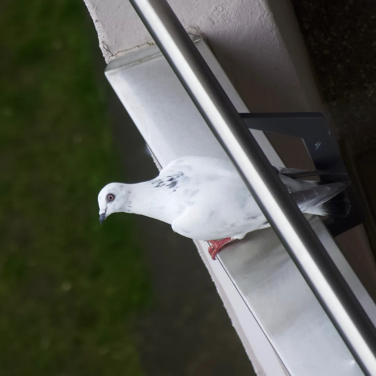 Photo of a pigeon