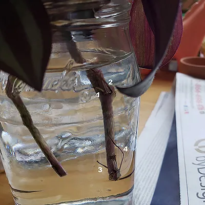 a close-up of plant roots in a clear jar