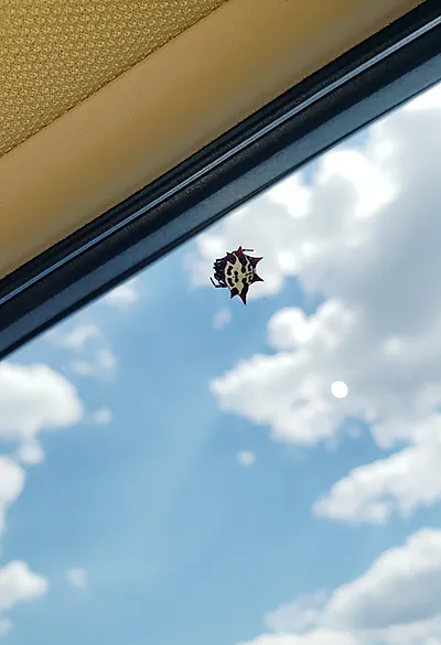 you can't stay here, little buddy!