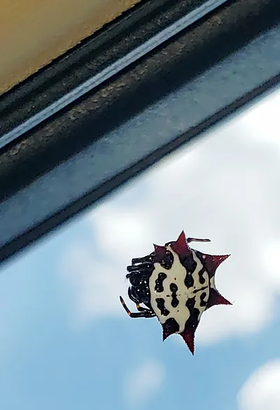 such a pretty spider!