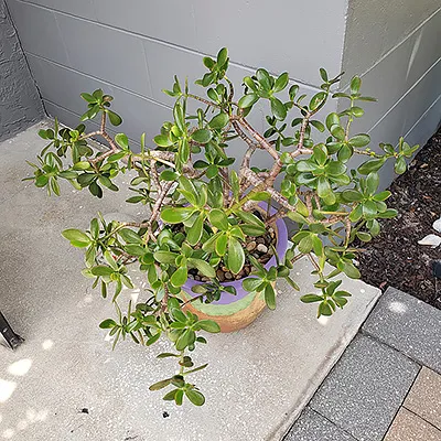 a large jade plant