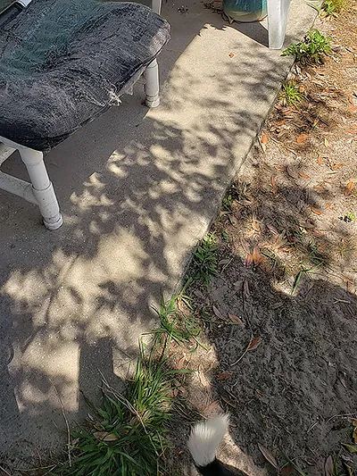 The shadows of tree foliage on the ground; the eclipsed sun causes the bits of sun filtering through the leaves to display as many overlapping crescent shapes!