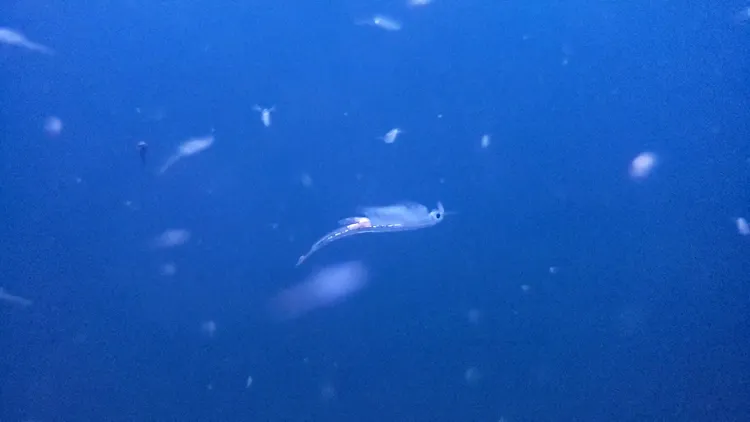 a female fairy shrimp swimming in a blue tank teeming with life