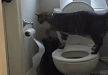 a cat standing on a toilet, unrolling the toilet paper