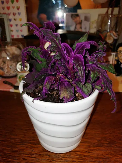 a purple passion plant