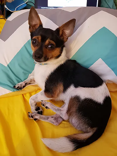 The criminal in question (a very cute chihuahua/jack russel terrier mix doggo)
