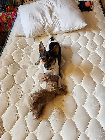 A dark-colored chihuahua lying adorably in the center of a bare mattress, holding a plush rabbit