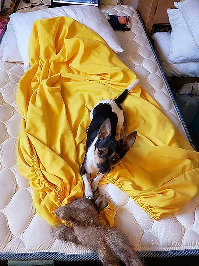 A dark-colored chihuahua lying adorably in the center of a yellow fitted bedsheet that has yet to be put on properly, again holding a plush rabbit