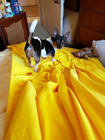 A dark-colored chihuahua looking over his shoulder at the camera from where he's perched on a tilted mattress, once again with his plush rabbit