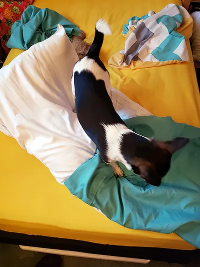 A dark-colored chihuahua now walking on an abandoned attempt at putting a case on a pillow; a bedraggled plush rabbit lies behind him on the bed 