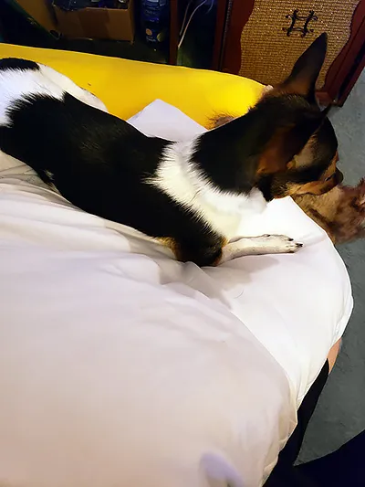 A dark-colored chihuahua lying quite happily on a bare pillow, again with his plush rabbit