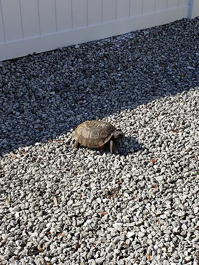 gopher turtle on a gravel yard
