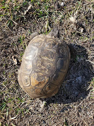 gopher turtle up close