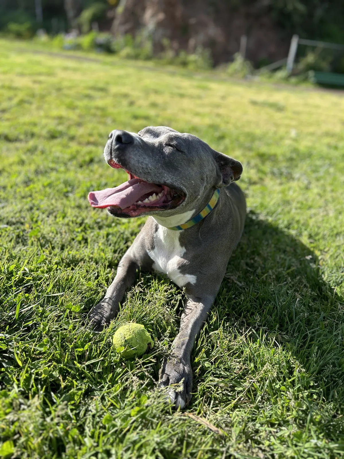 Pit bull in the dark park smiling over a tennis ball.