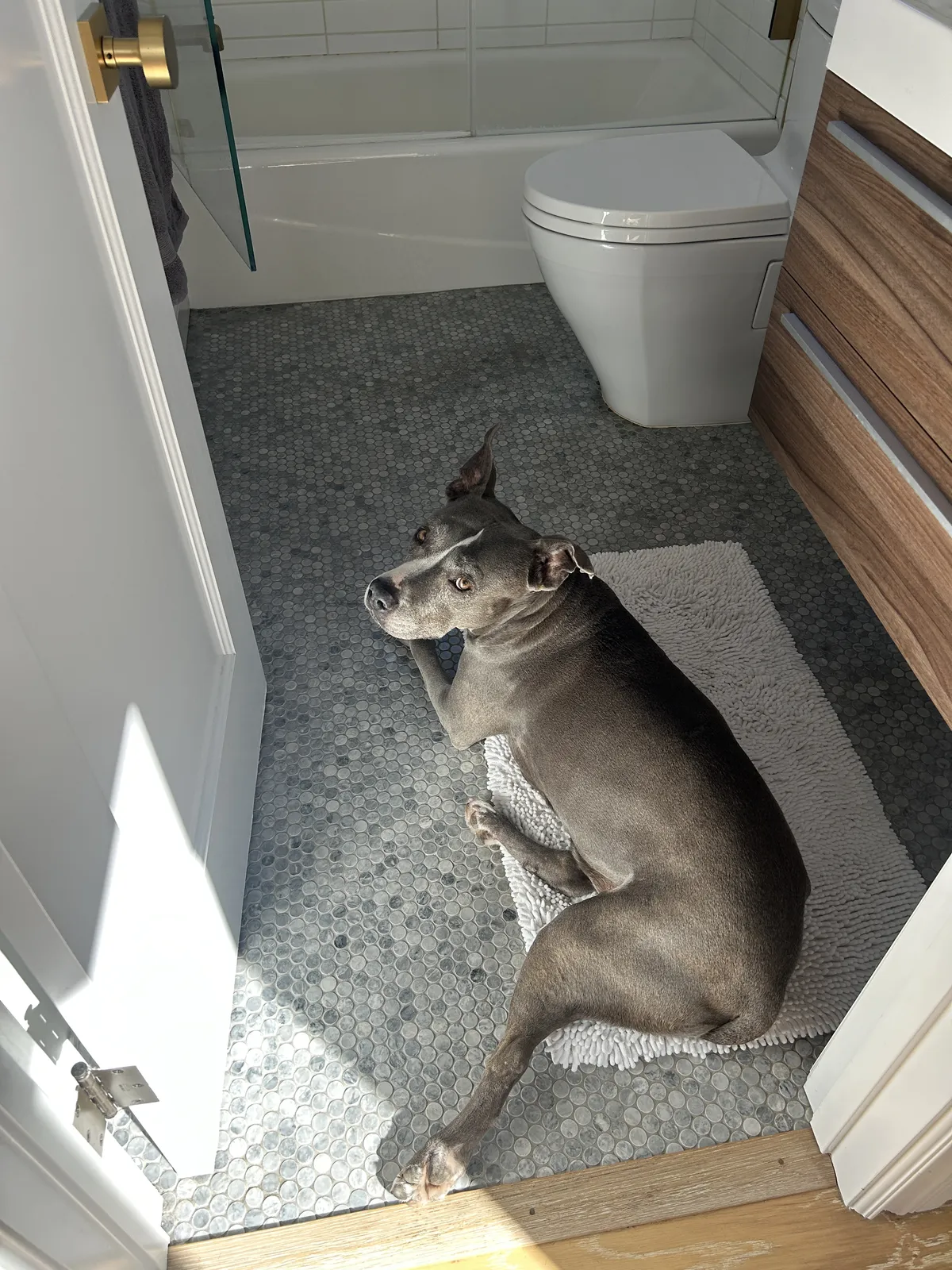 A gray and white pit bull sits on a bathroom rug looking sad.