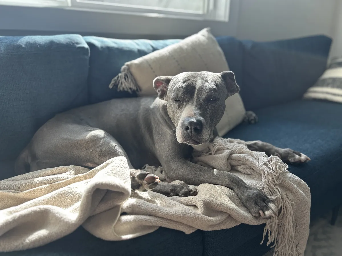 A gray and white pit bull is on a couch looking sleepy.