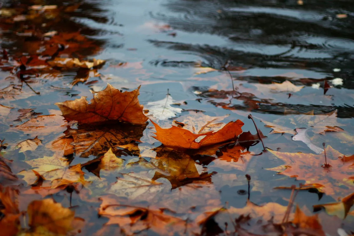 Leaves in a puddle with raindrops falling around them.