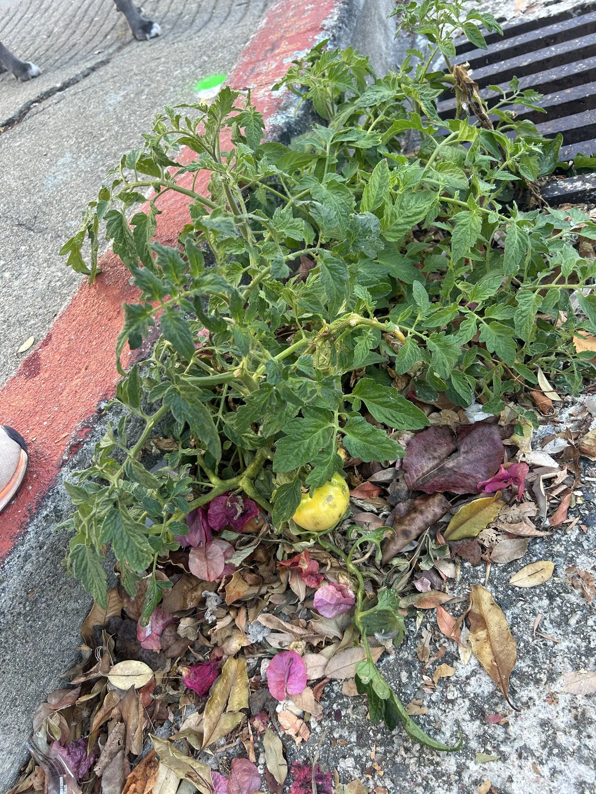 A tomato plant bearing small green fruit growing out of a crack in a concrete sidewalk.