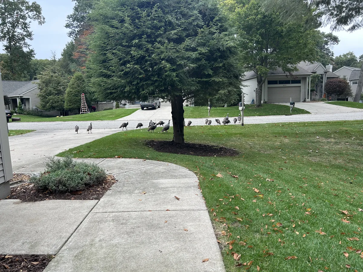 A flock of turkeys milling about in the lawn.