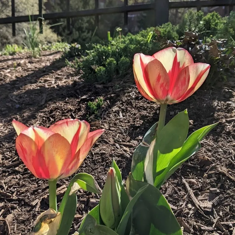 striped-tulips