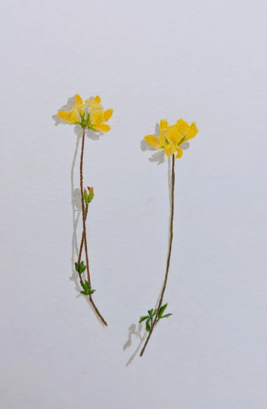 two-flowers