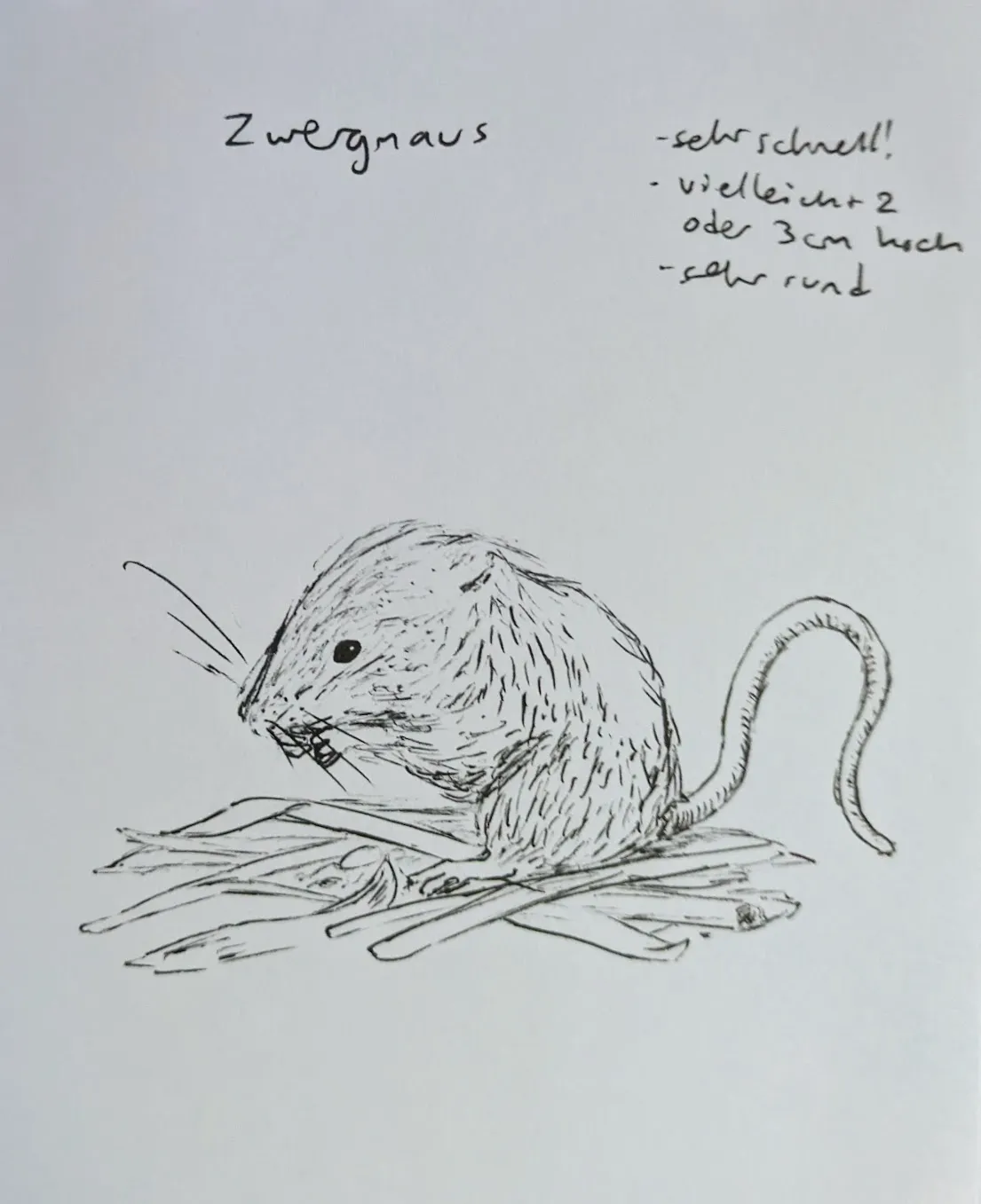 zwergmaus