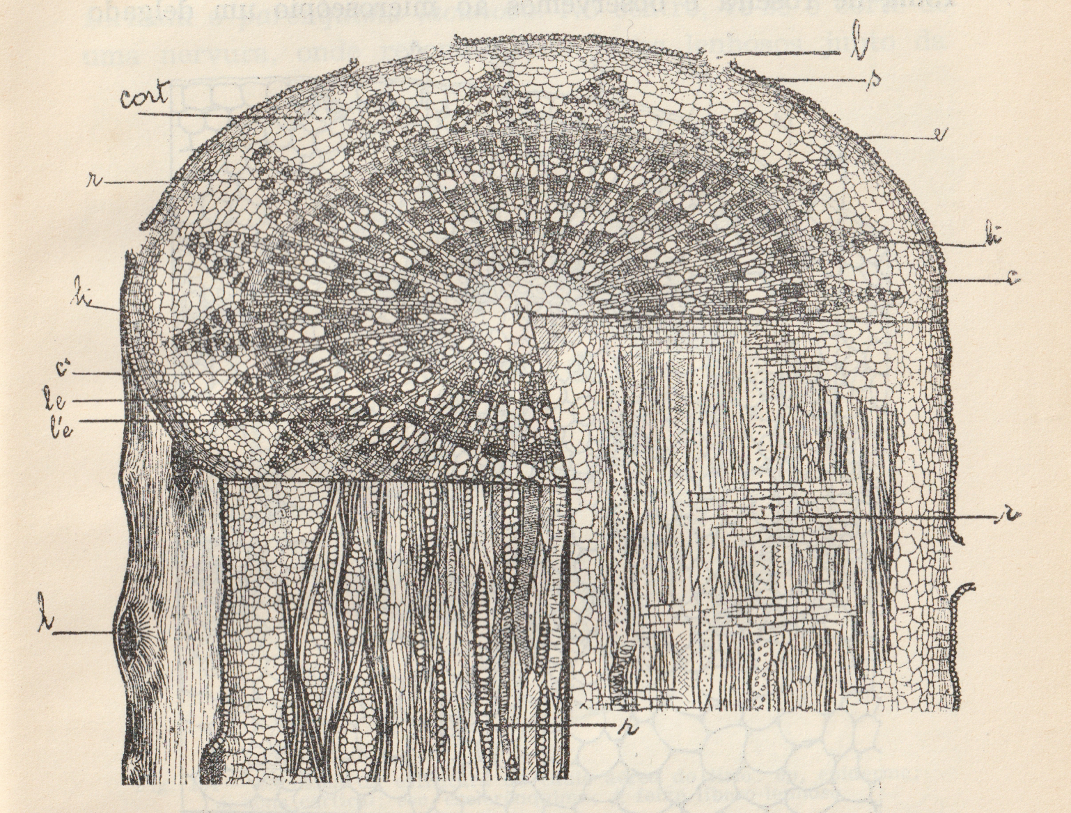 Untitled (Vénus à la fourrure)
