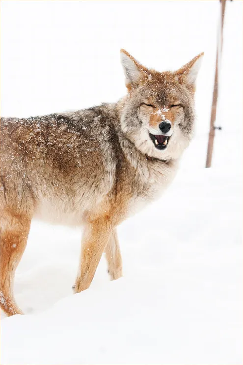 laughingathisownjoke2014W-1