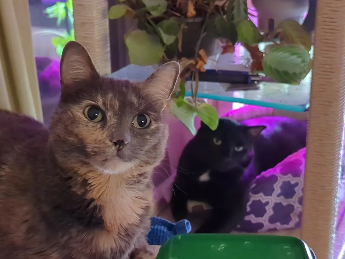 Kitties!