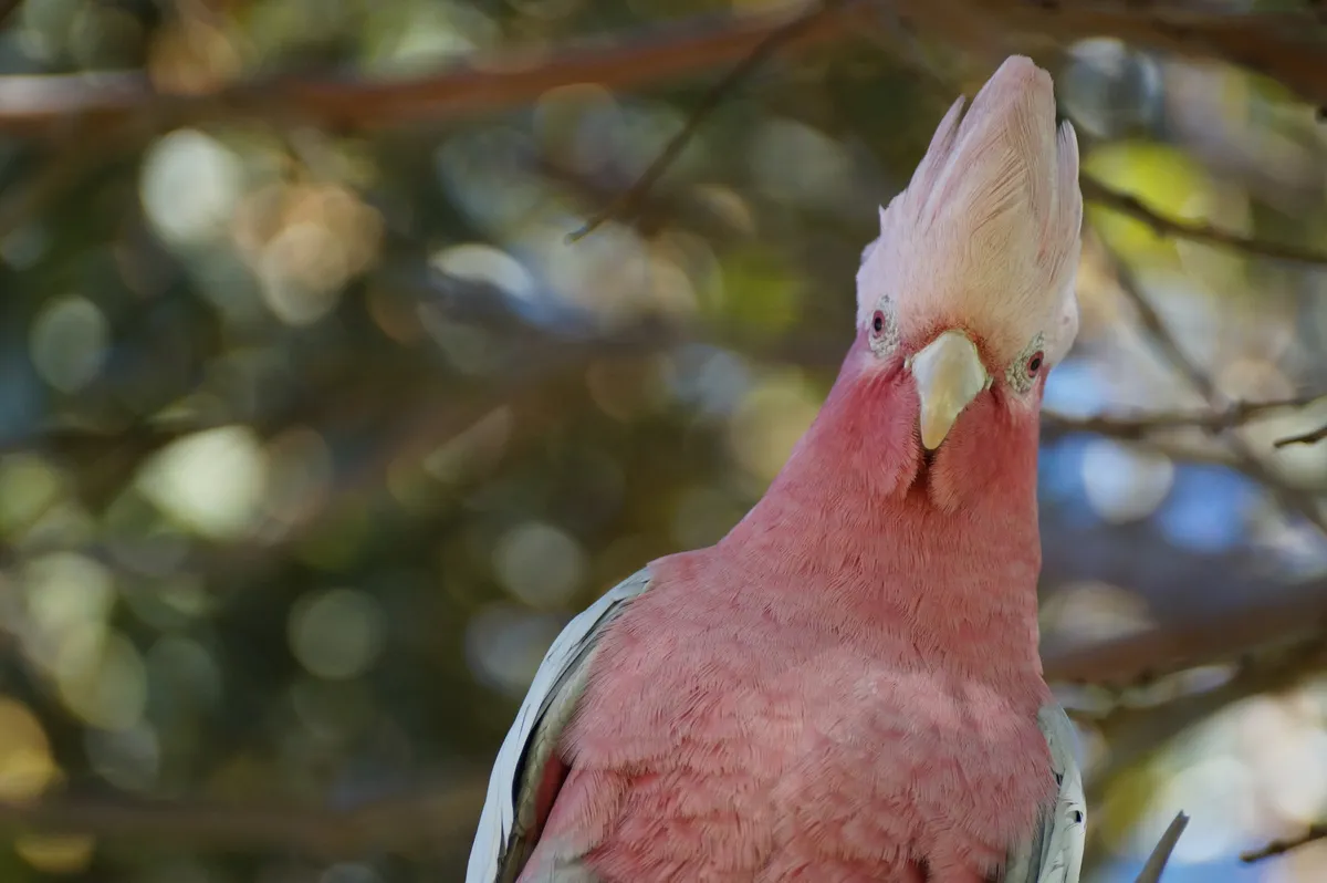 The Curious Cockatoo