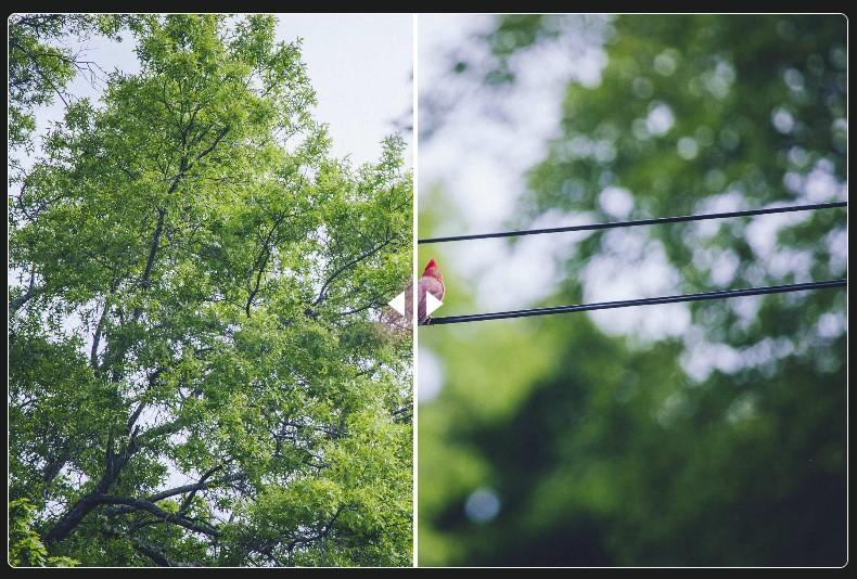 Preview for Camera Focus Adventures: A Cardinal (Again) – quailblog