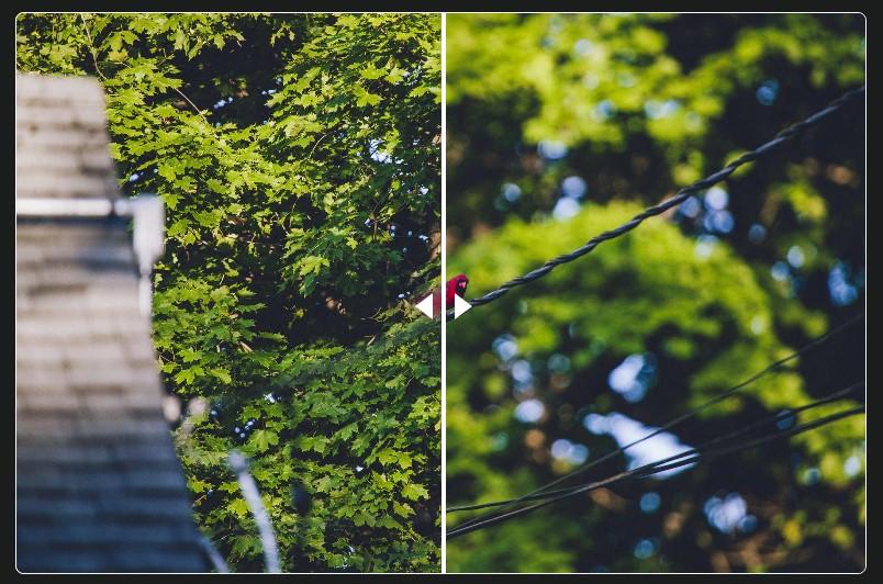 Preview for Camera Focus Adventures: A Cardinal – quailblog