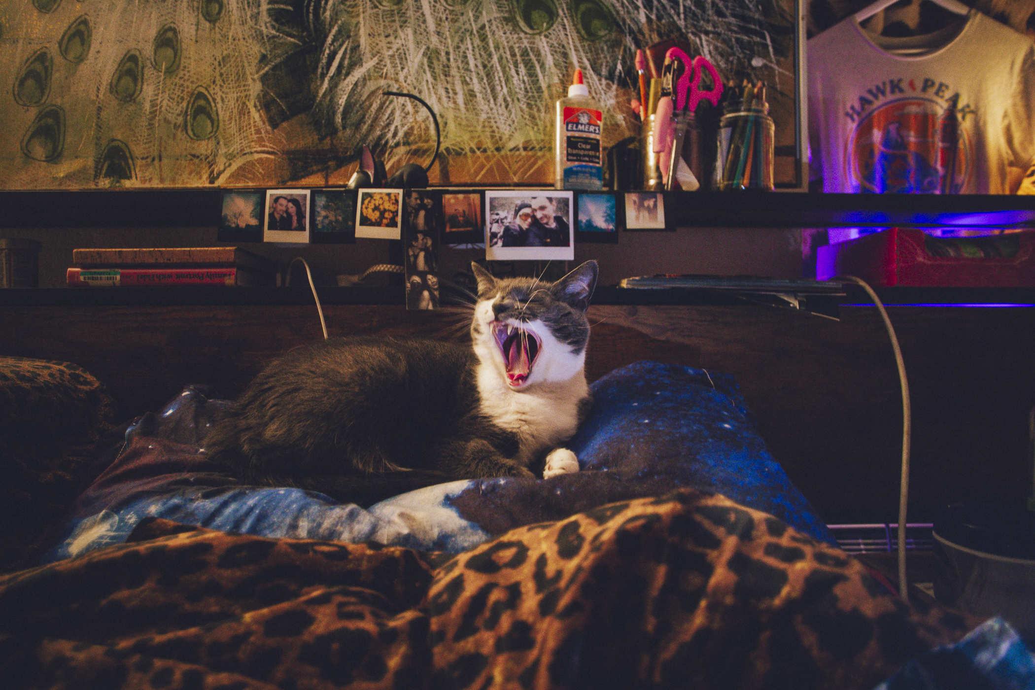 Photo of a grey and white cat resting on the pillow at the head of a bed; she's yawning fiercely and looks metal as fuck