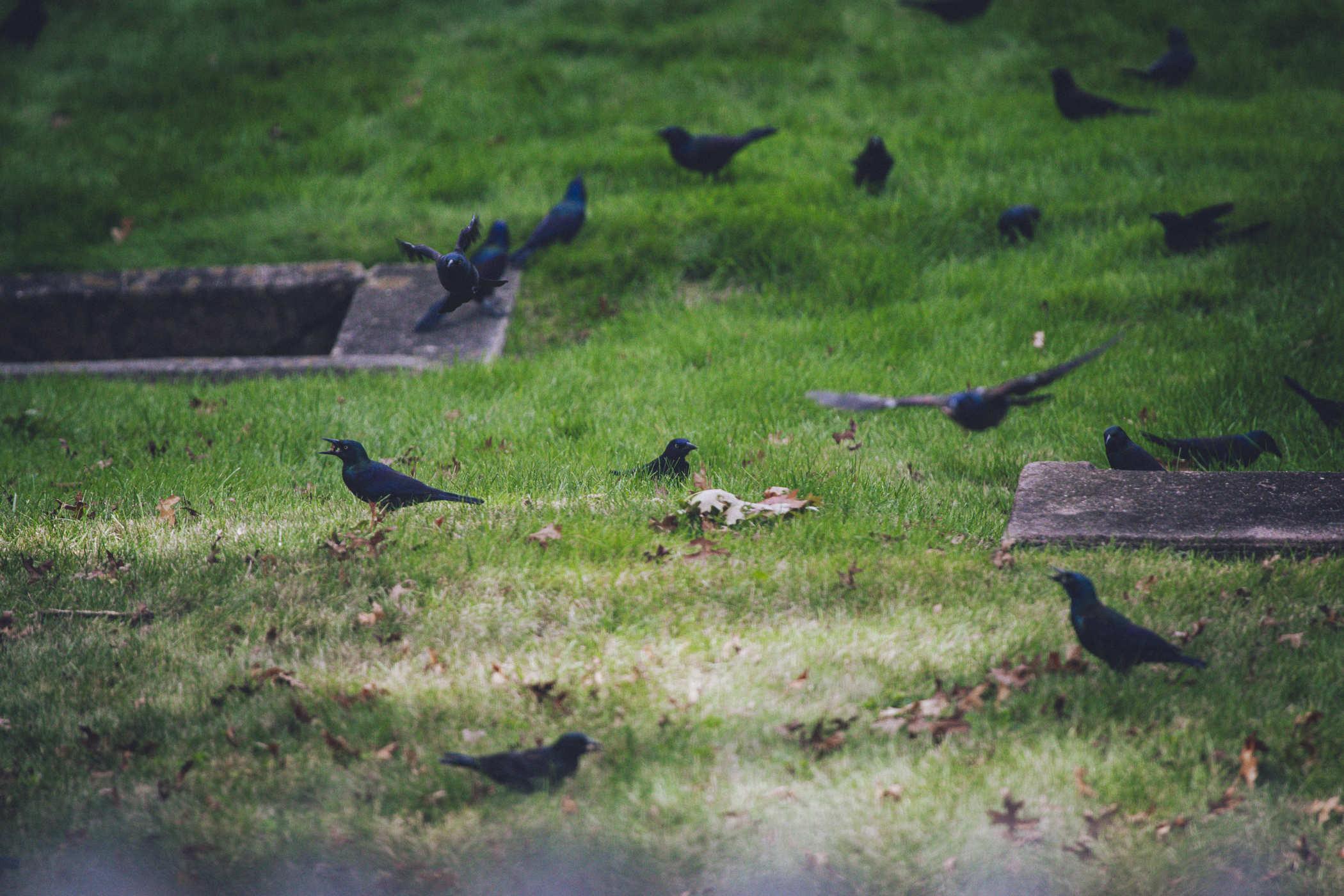 Photo of a large number of black birds on a green lawn - one in the center of the frame is looking toward the camera slightly