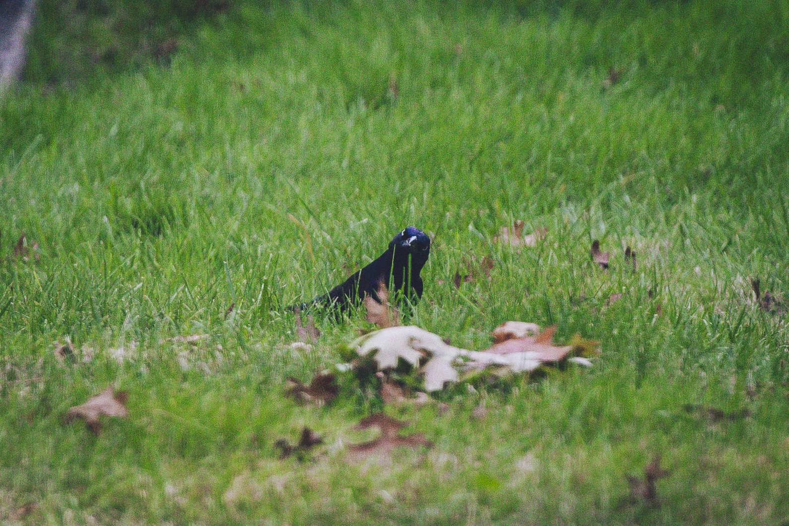 zoomed in photo of the bird with head tilted and staring at the camera