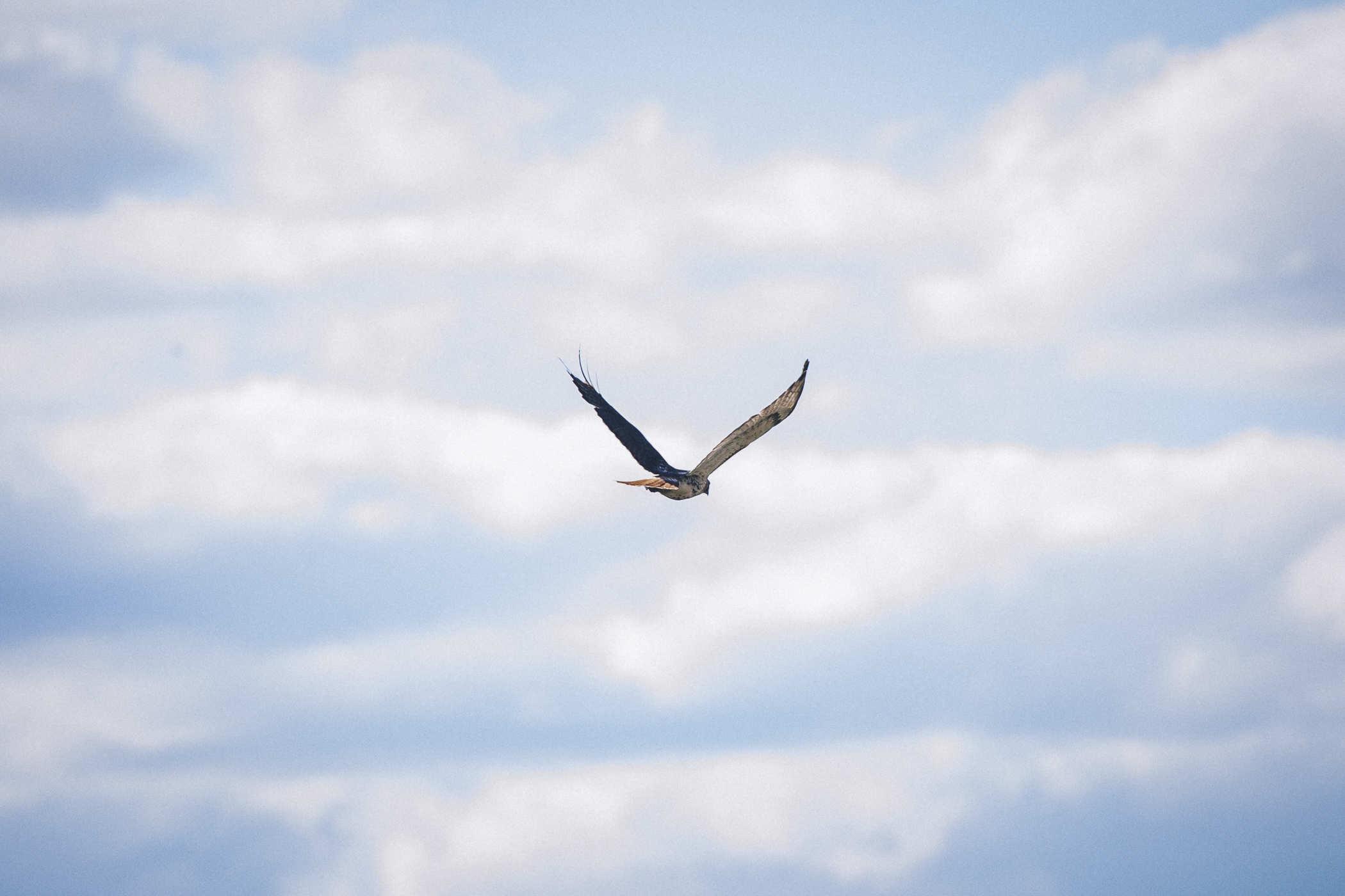 Photo of a red tailed hawk flying away in the distance