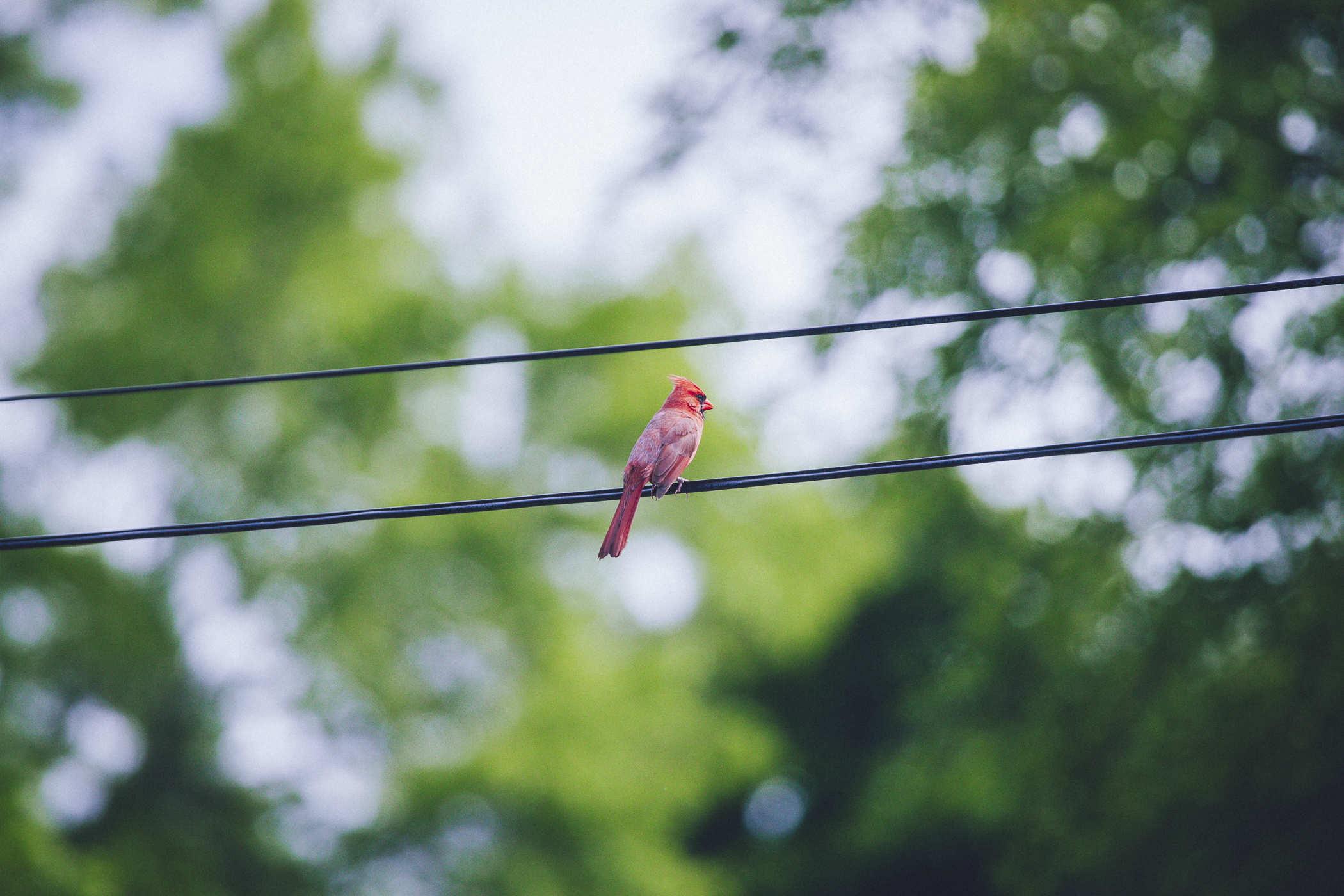 Photo of a cardinal resting on a power line in front of greenery