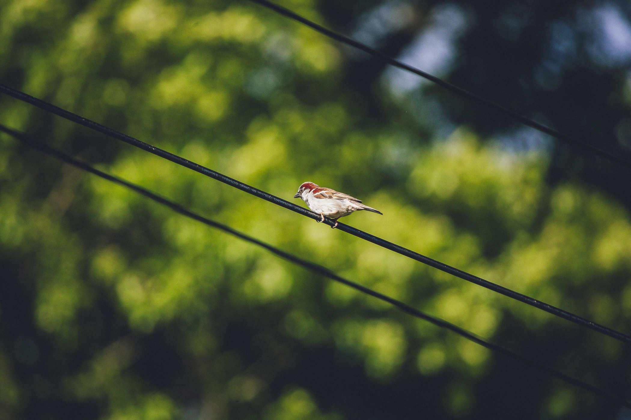 Photo of a small chipping sparrow perched on a power line