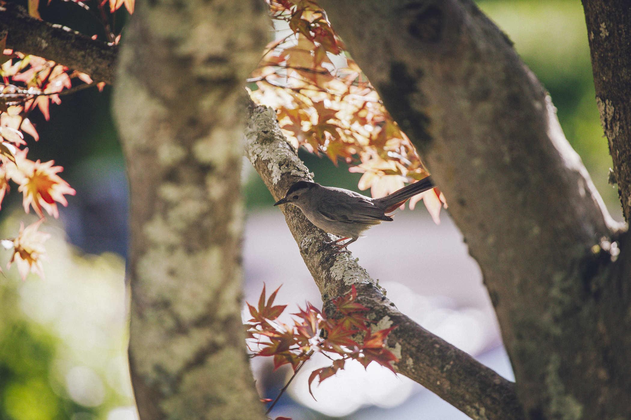 Photo of a gray catbird (a small greyish bird with a black capped head) perched on the branch of a Japanese maple tree