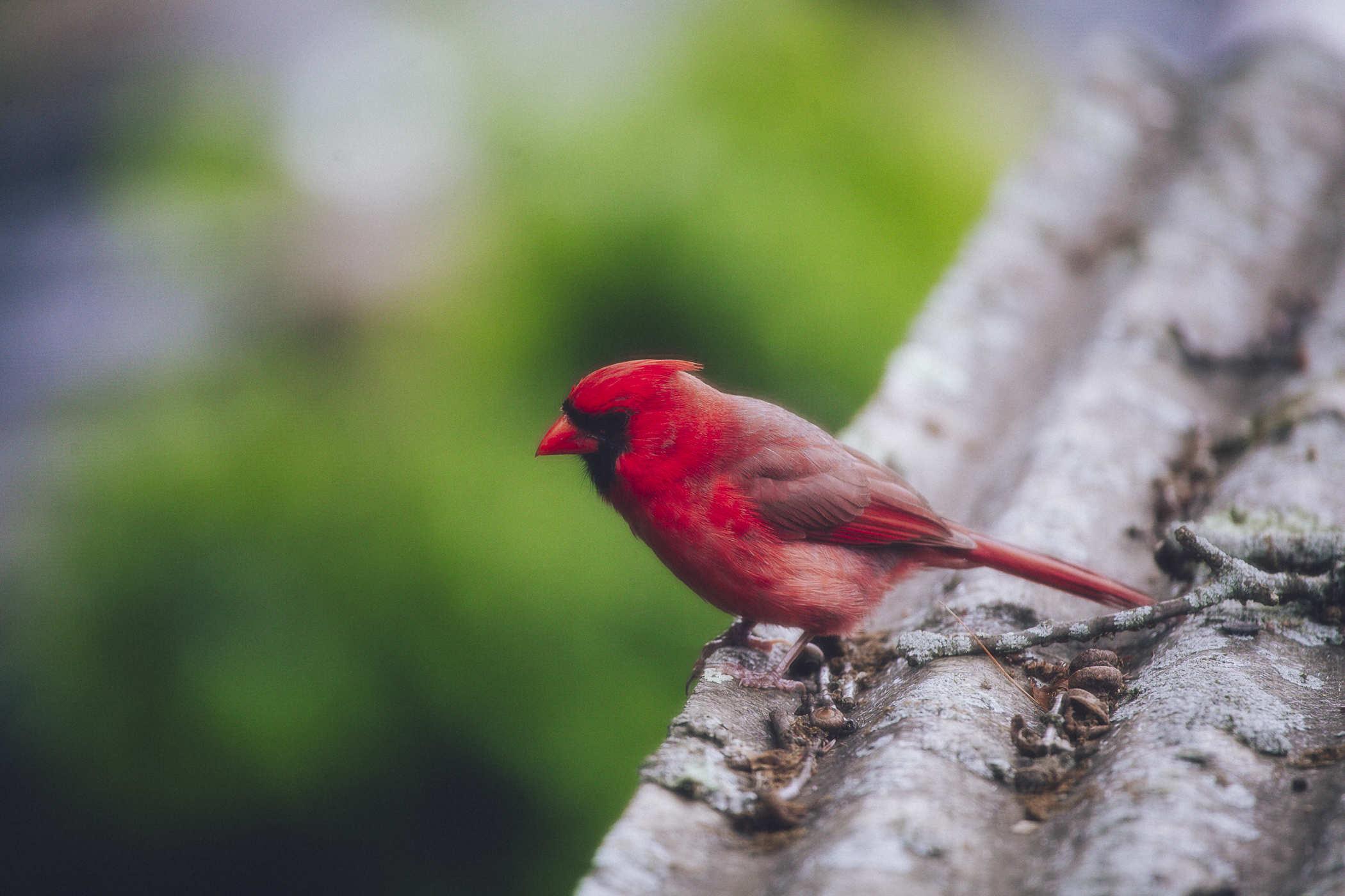 Photo of a bright red Cardinal bird perched on a corrugated metal roof