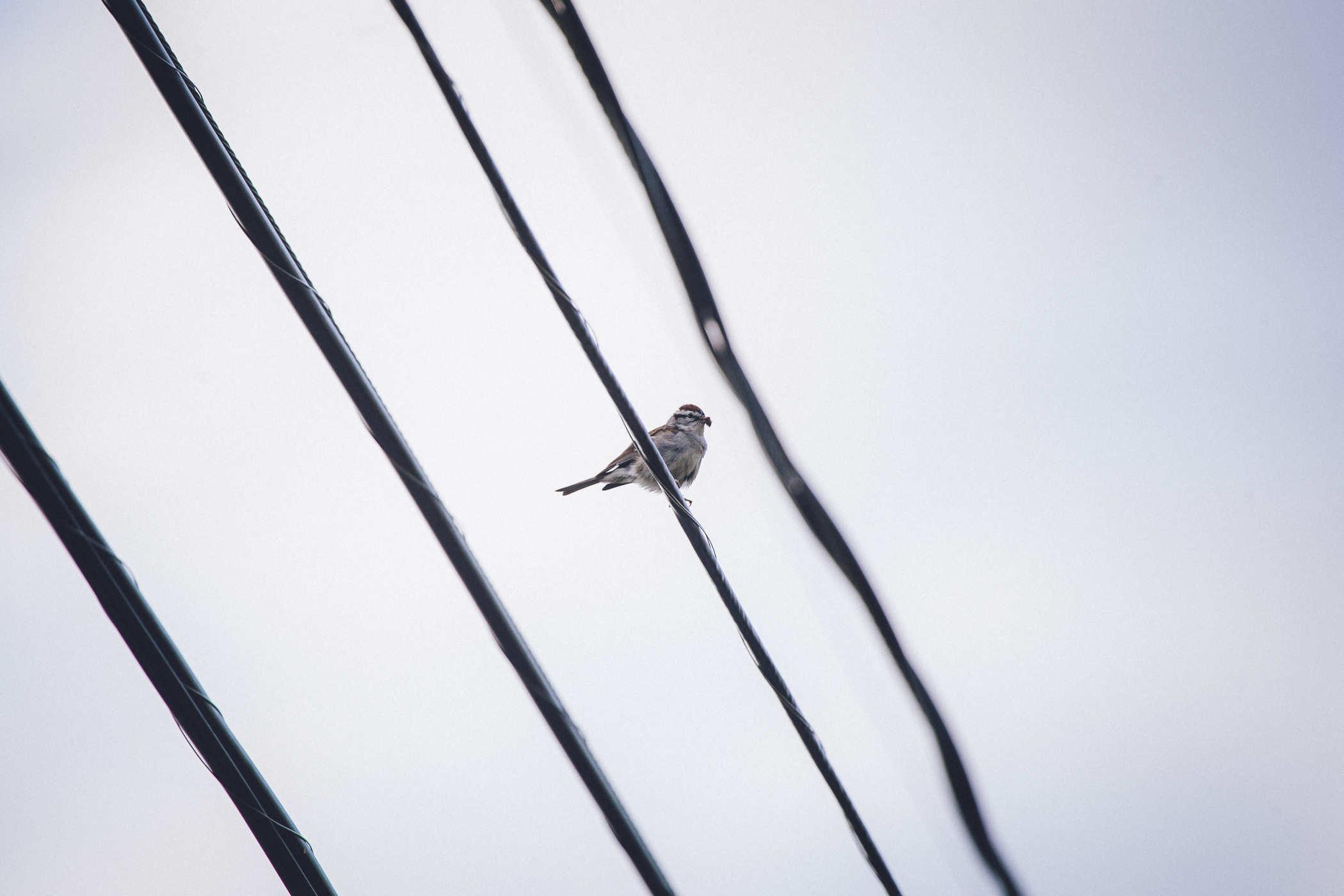 A small bird perched on a power line in a grey sky