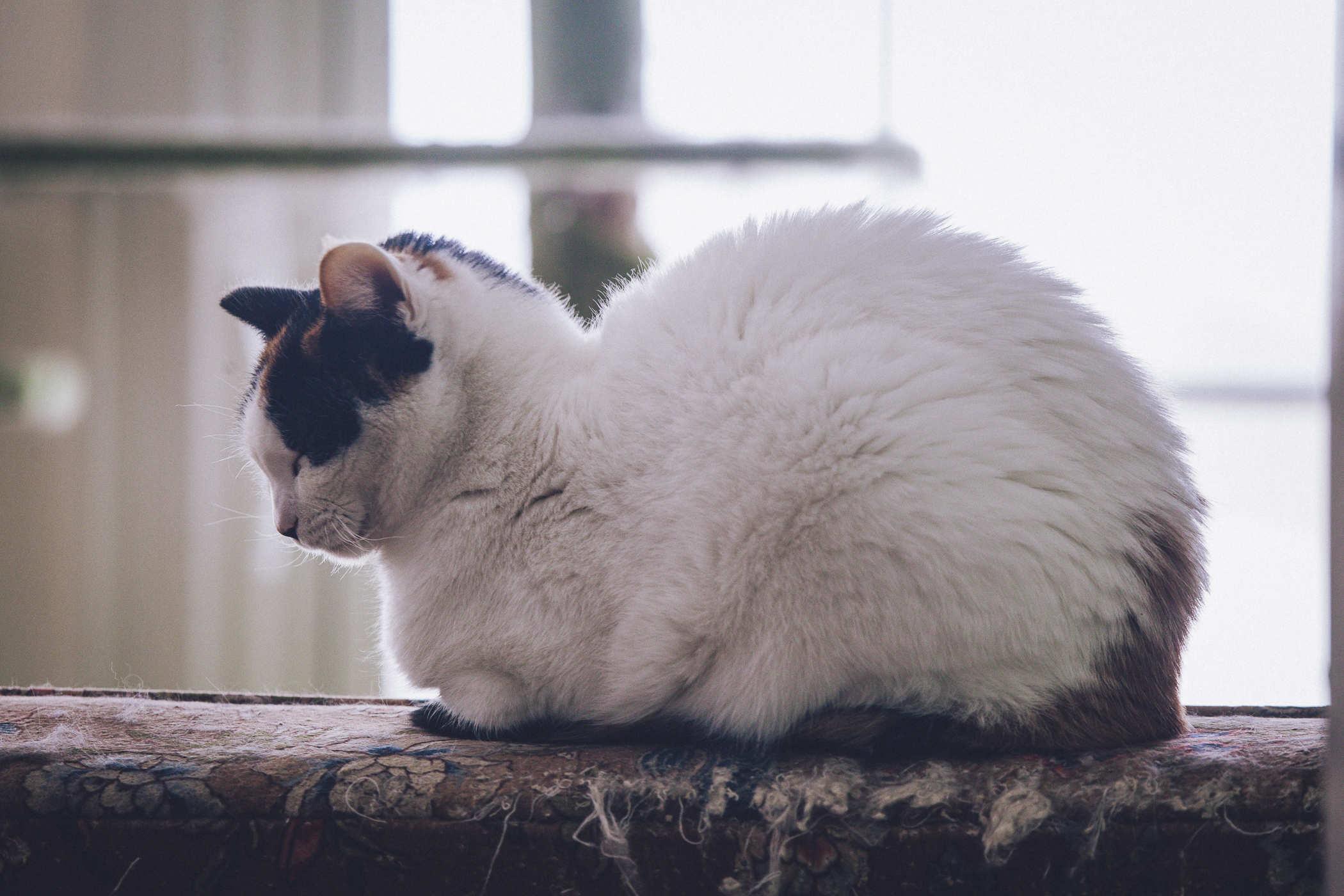 Photo of a mostly white cat with calico face markings sleeping on the head of an armchair