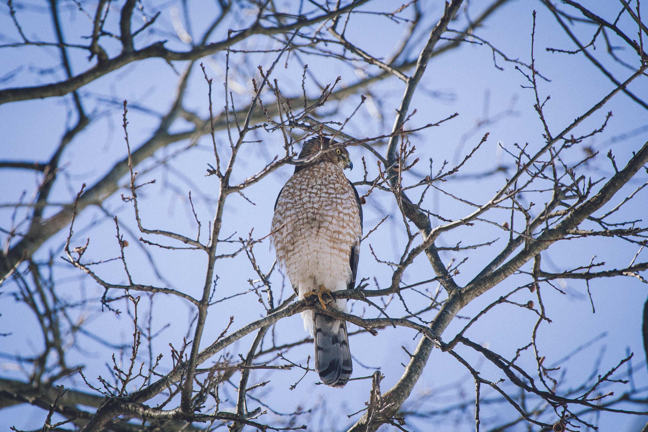 Photo of a hawk sitting in a tree that's devoid of leaves