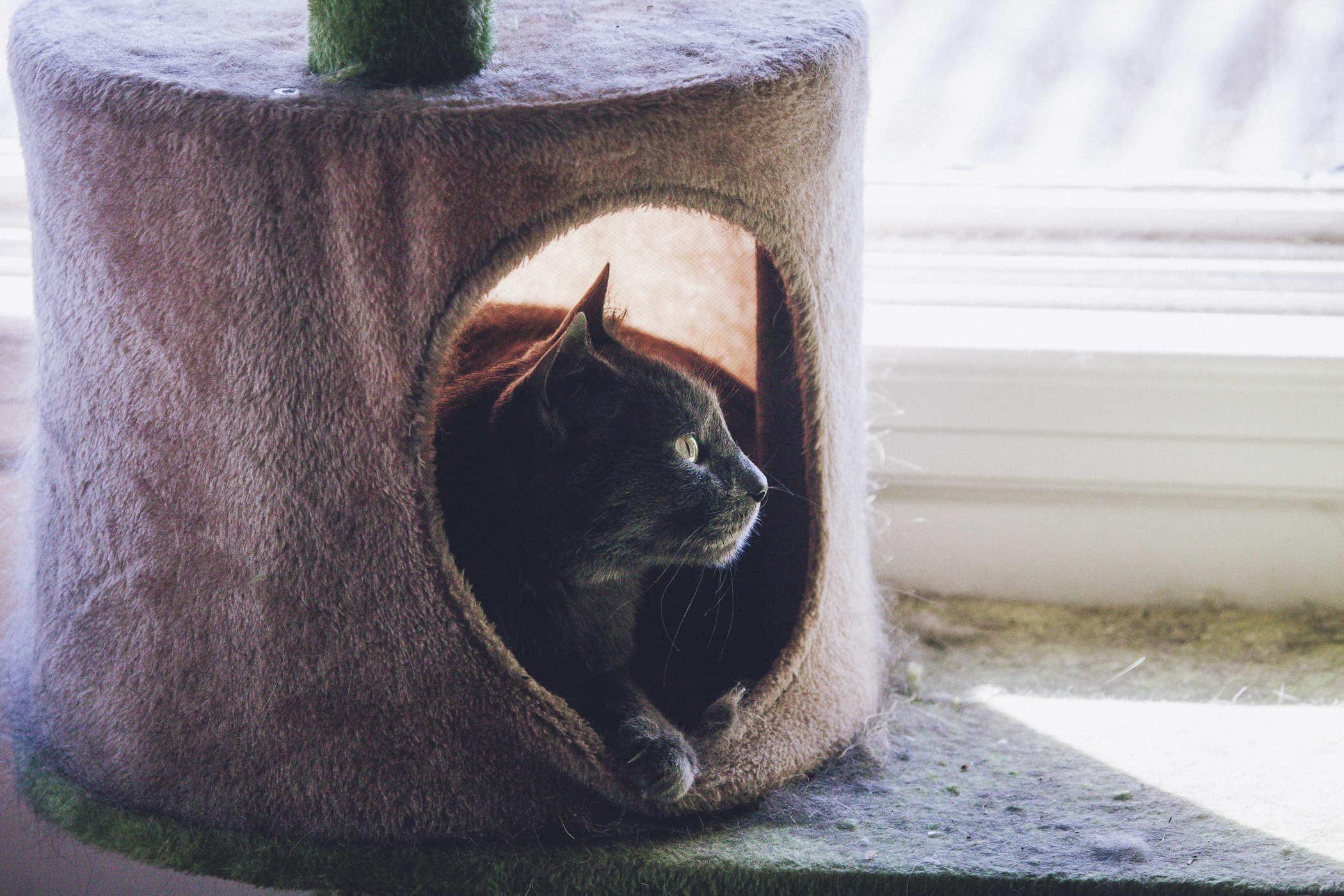 Photo of a grey cat in a cat mansion, backlit from a sunny window