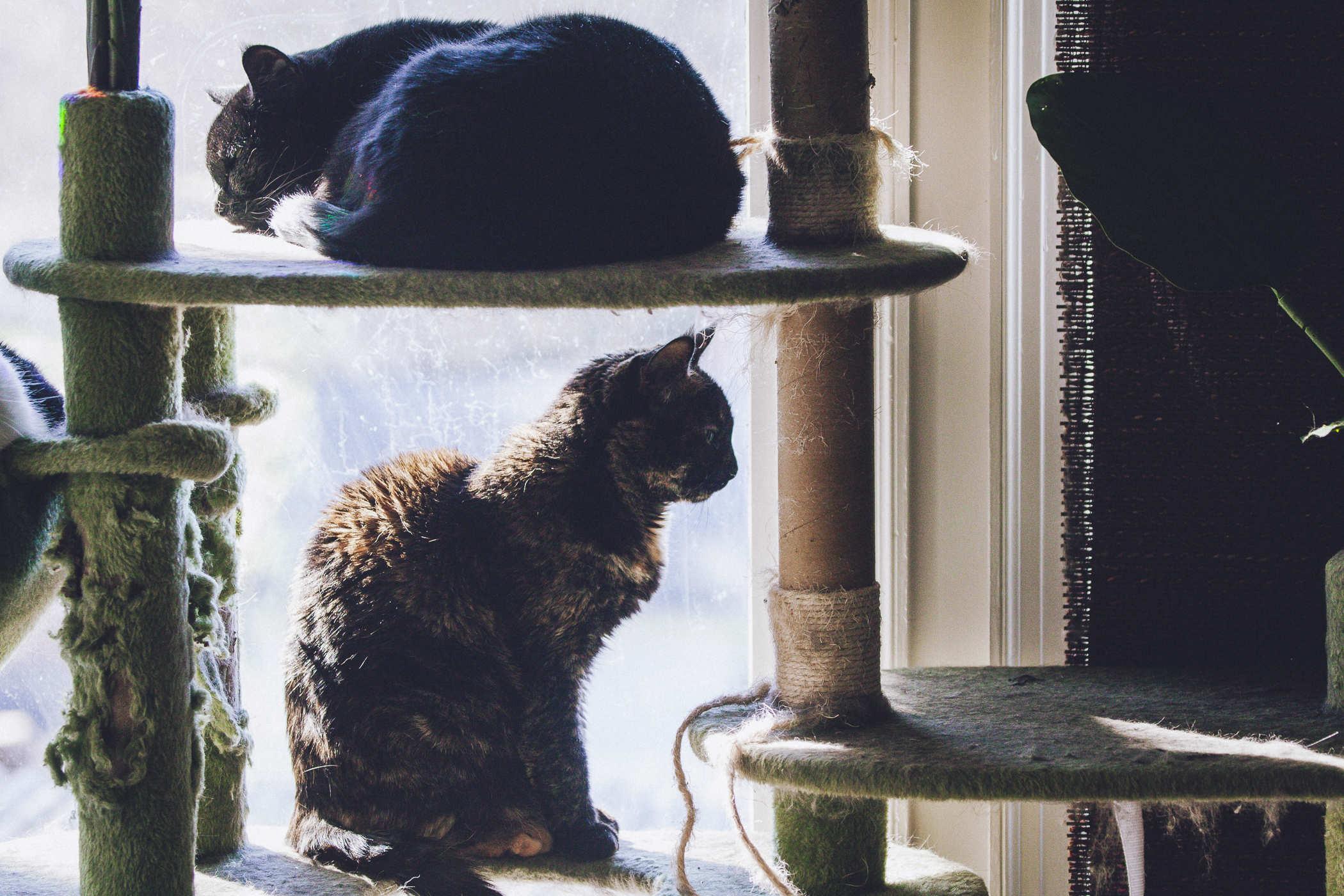 A tortioseshell cat sitting on a cat mansion, bathed in light from outside