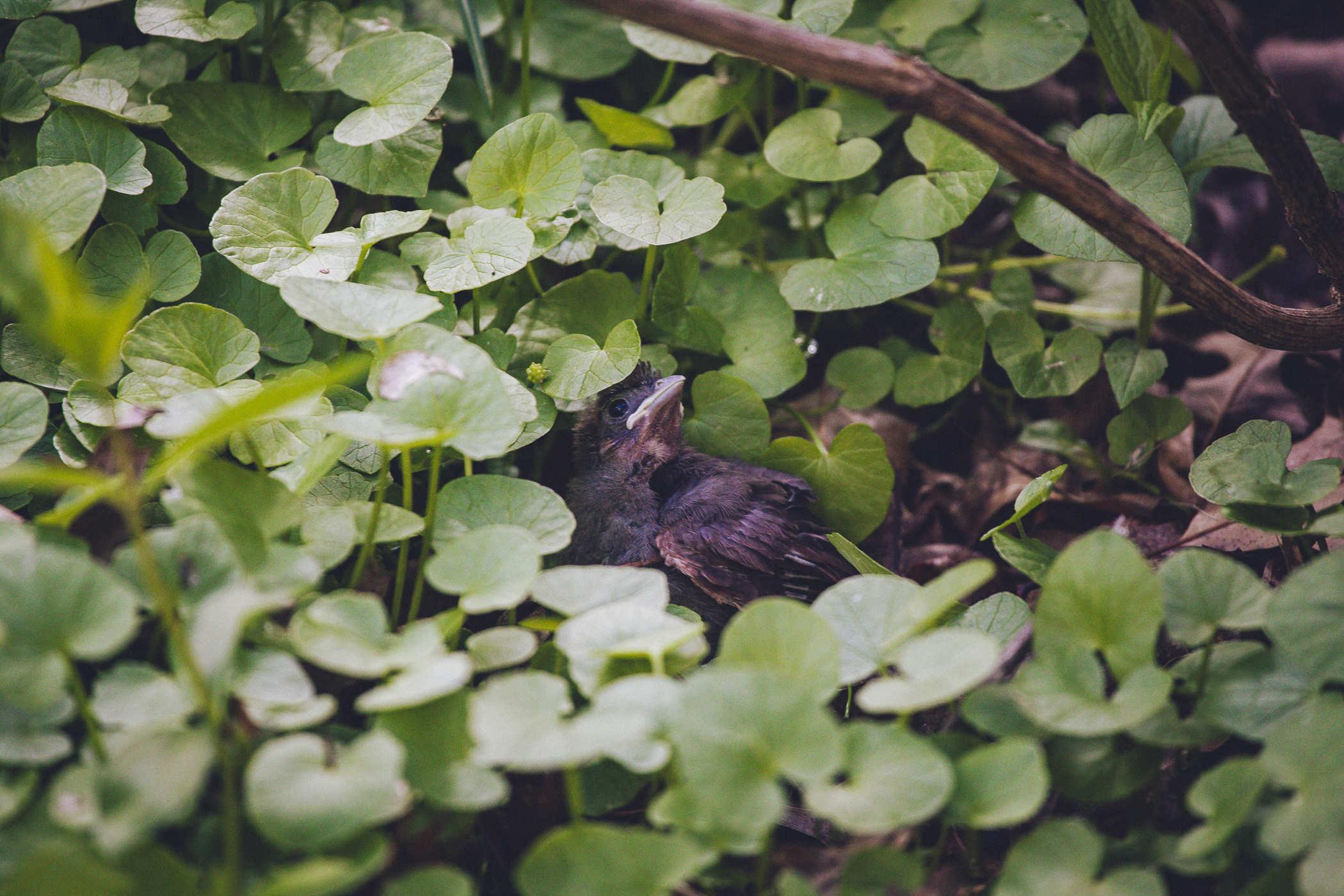 Photo of a small baby cardinal ruffled into a patch of clovers on the ground