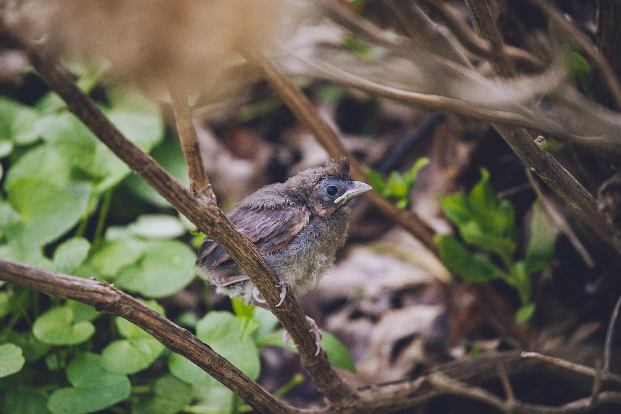 Side view of the baby cardinal; its downy feathers are falling out and it looks a right mess