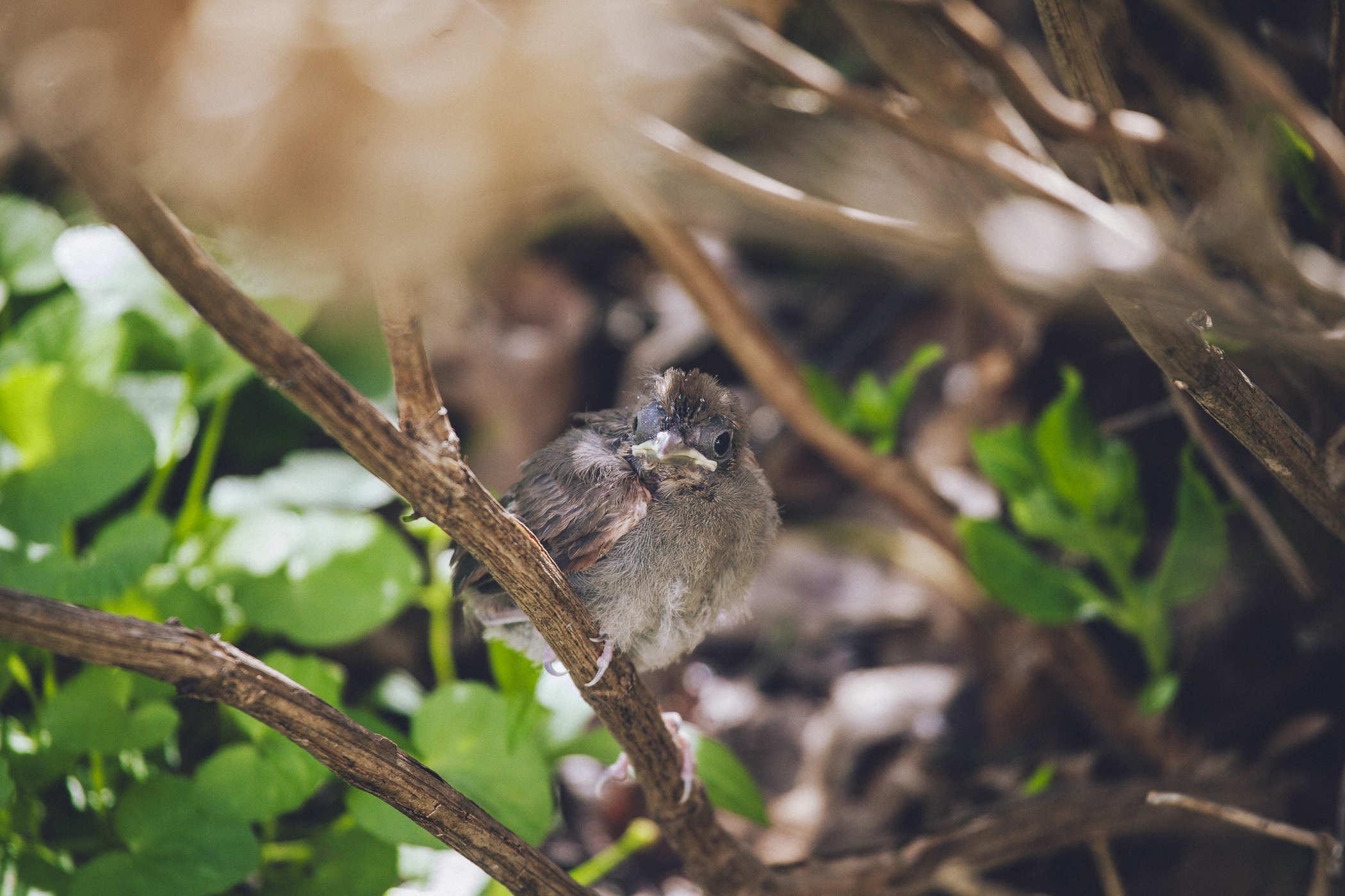 The baby cardinal is looking at the camera with utter confusion at being alive on its face